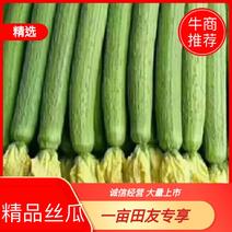 河北邯郸优质鲜花丝瓜，鲜嫩，产地直供，欢迎采购