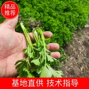 【精品】芹菜苗，品种多，价格低常年供一手货源保成活率