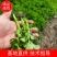 【精品】芹菜苗，品种多，价格低常年供一手货源保成活率