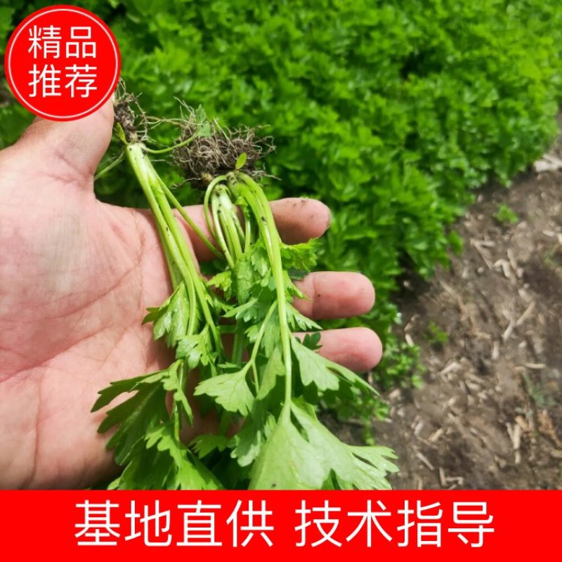 【精品】芹菜苗，品种多，价格低常年供一手货源保成活率