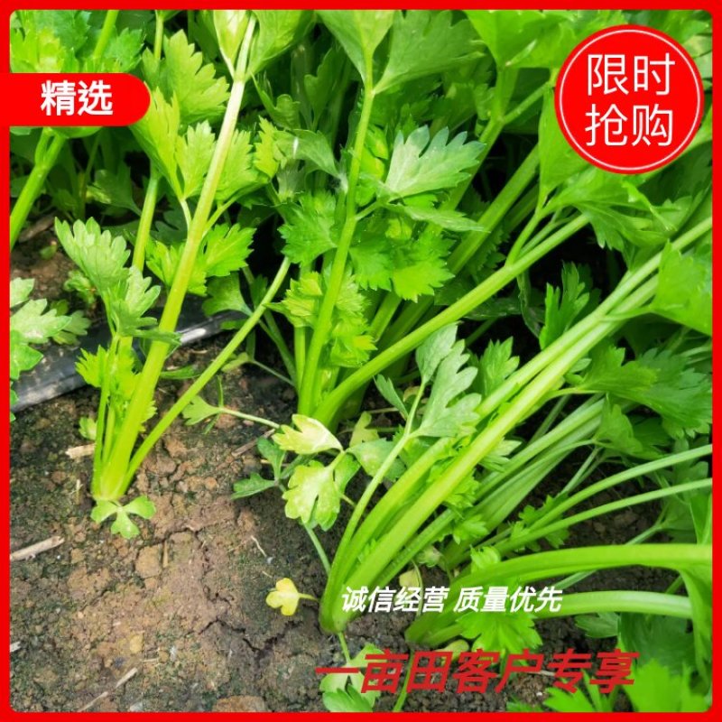 芹菜苗，品种多，价格低。常年供货，一手货源保成活率，