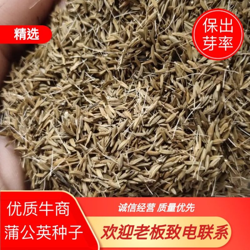 蒲公英种子婆婆丁子出芽率%90免费技术指导成品回收