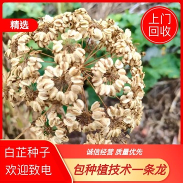 白芷种子白芷籽纯新白芷种子产地发货一手货源