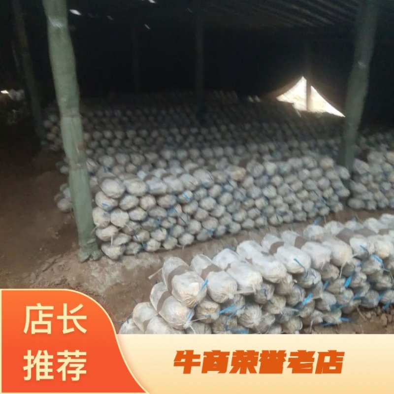 灵芝菌棒菌棒出灵芝多及加工各种规格的菌棒