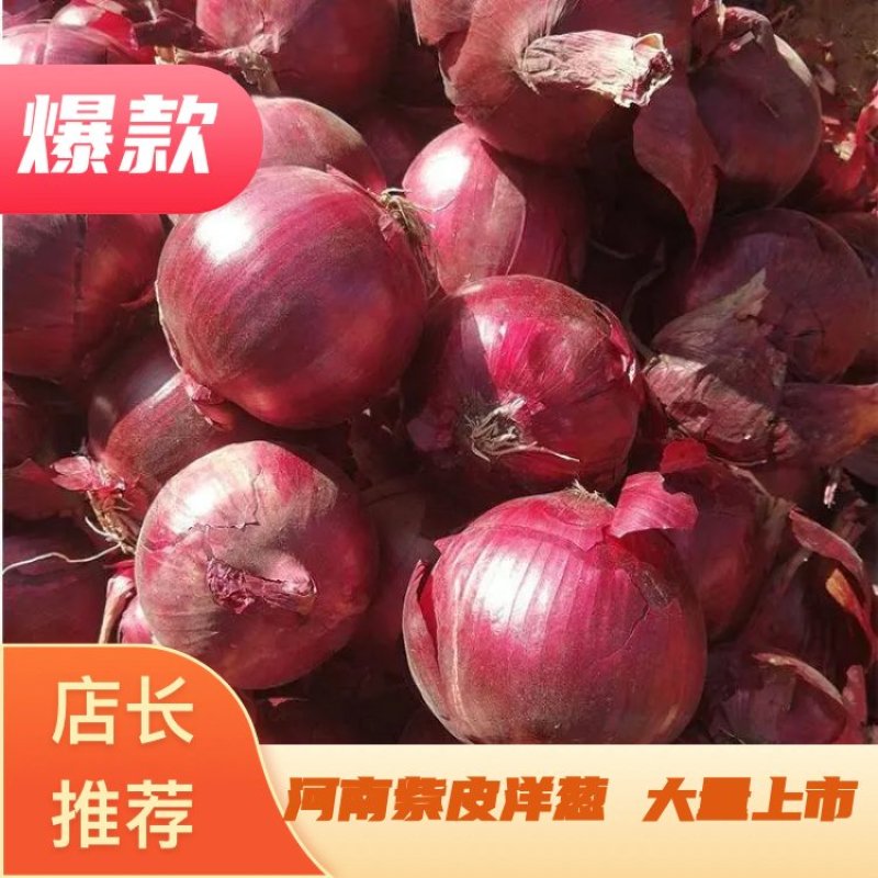 洋葱红皮洋葱河南民权红皮洋葱产地直销对接各大商超