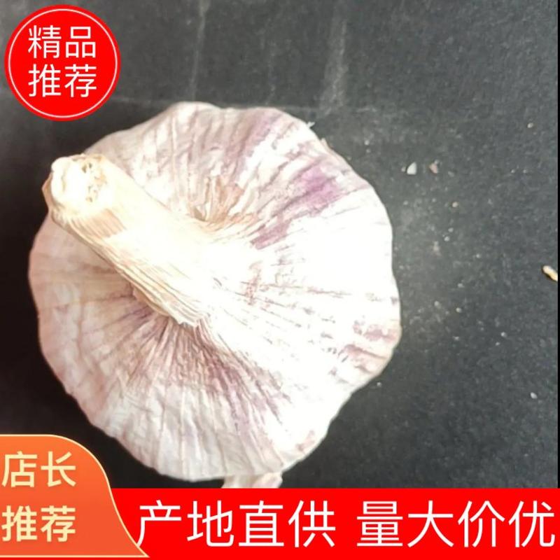 大蒜紫皮蒜河南民权紫皮大蒜量大从优对接各大市场