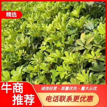 【诚信经营】鸭脚木也叫鹅掌柴度20/50冠服20/30质量优