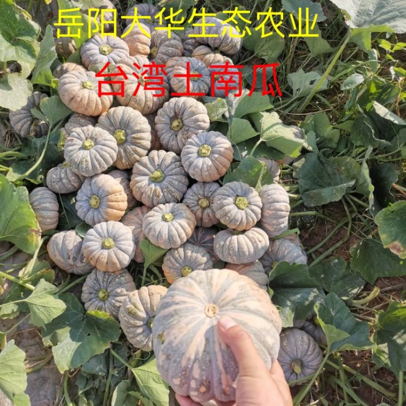 南瓜，小金香南瓜，2斤一3斤多