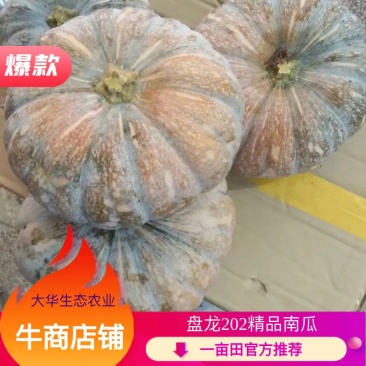 盘龙202，盘龙204，磨盘南瓜圆形，南瓜板栗南瓜