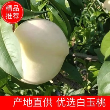 白如玉桃早生白玉蜜桃山东白桃欢迎老板询问