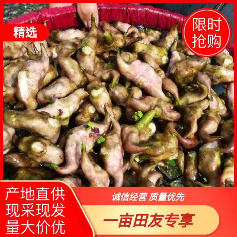 【推荐】菱角大量供应全国供货现采现发量大价优一手货源