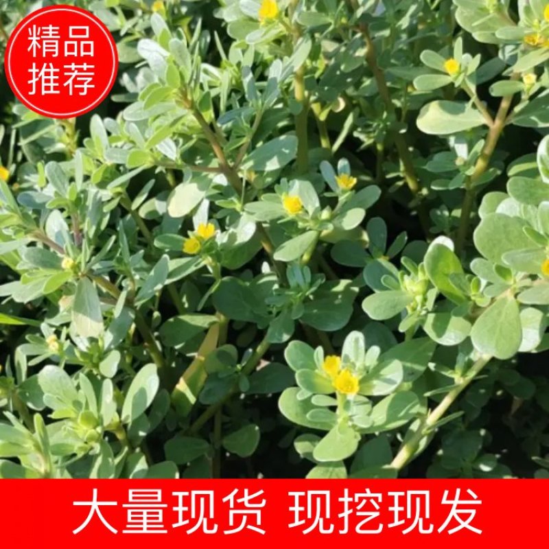 【荐】精品山东新鲜马齿苋菜产地直销一手货源质量保证