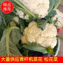 大量供应青杆机菜花，松花菜，可以走市厂加工厂，品质保证