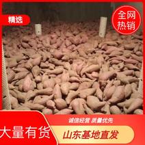 山东丘陵山坡红薯大量供应济薯26烟薯25西瓜红