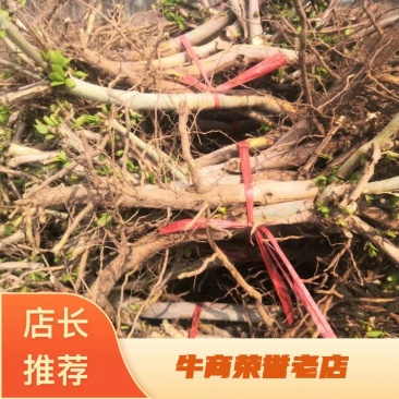 河北精品金银花树桩基地直发量大从优品质保证欢迎联系