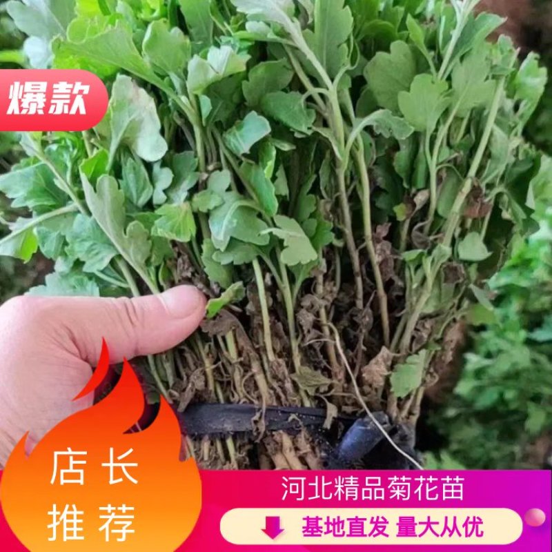河北精品菊花苗穴盘苗基地直发品质保证量大从优
