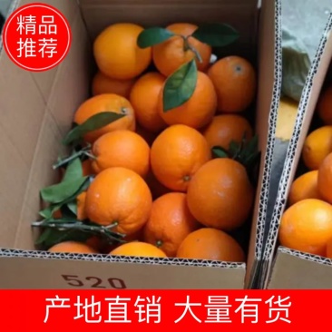 【一手货源】赣南脐橙量大从优产地直销对接各大市场