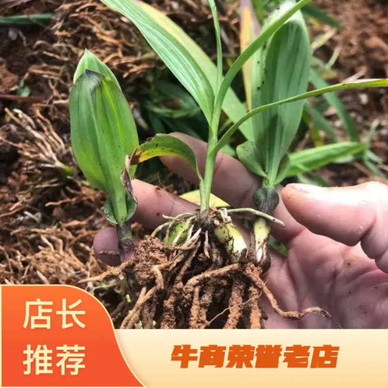 【推】白芨种苗大量出售一手货源批发零售都可以需要老板联系