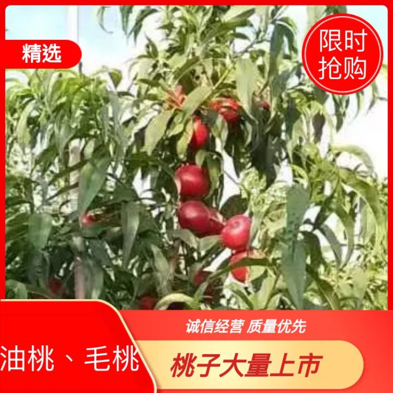 【推荐】山西运城万荣县、优质油桃.毛桃，大量供应