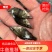 包邮包活翘嘴鳜鱼苗桂鱼苗黑鳜桂花鱼苗