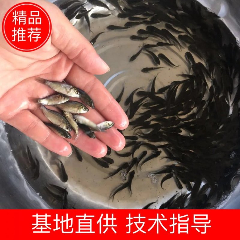 鲫鱼苗中科三号银鲫鱼苗规格均匀成活好苗场直供