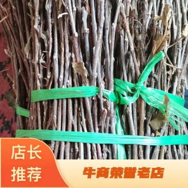 金蝉卵枝大量出售知了枝苹果枝保质保量量大优惠