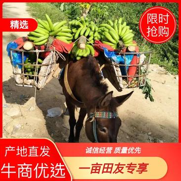 云南精品芭蕉产区批发，上车价找车装车运输一条龙服务
