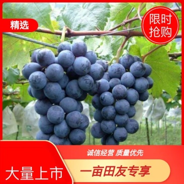 夏黑，早夏，巨峰，阳光玫瑰等葡萄！！！！！！