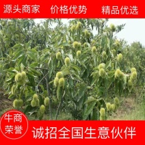 《推荐》板栗树苗，嫁接大红袍板栗，锥栗苗技术指导签订购苗合同