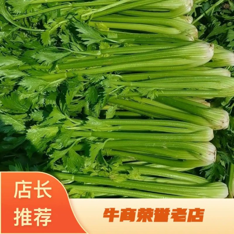 甘肃芹菜定西大芹菜精品西芹产区直供新鲜直采实力代办发全国