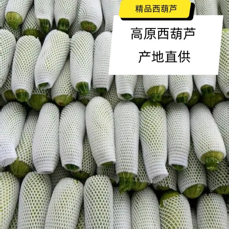 甘肃菜瓜西葫芦定西精品西葫芦新鲜直采现发实力代办发全国