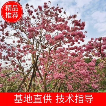 大量出售各种规格的紫花风铃木有须联系我价格优惠