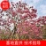 大量出售各种规格的紫花风铃木有须联系我价格优惠
