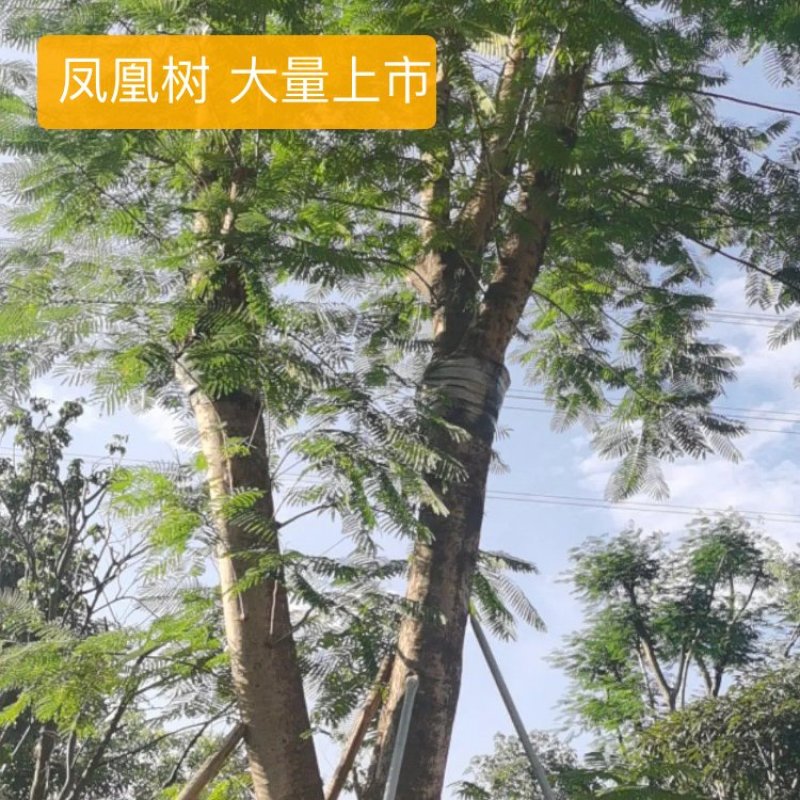 大量出售各种规格的凤凰木有须联系我价格优惠