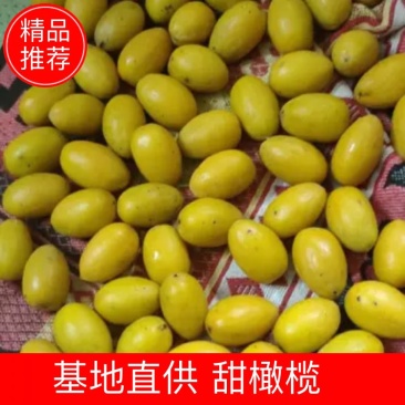 2025、正宗金灶三菱橄榄🫒三捻橄榄、香脆橄榄尝鲜价