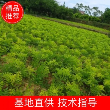 【推荐】广西金槐苗产地供应规格齐全售后无忧包成活