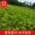 【推荐】广西金槐苗产地供应规格齐全售后无忧包成活