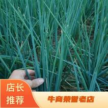 广东湛江精品小葱四季小葱货源充足量大从优欢迎来电