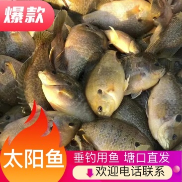 太阳鱼垂钓专用，食用质量保证，价格优惠，成活率好