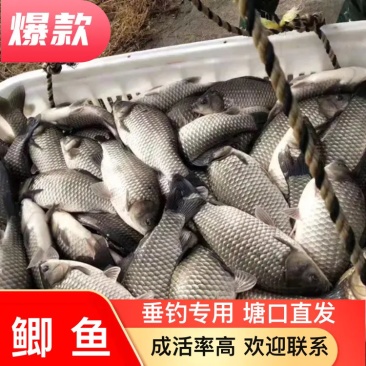 鲫鱼垂钓专用，塘口直发，质量保证，价格优惠，成活率好