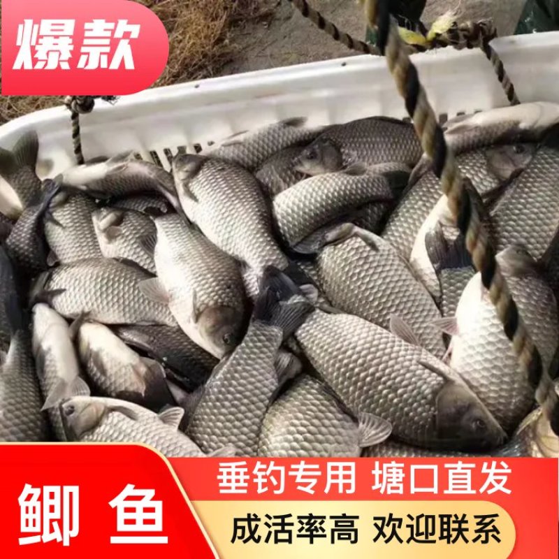 鲫鱼垂钓专用，塘口直发，质量保证，价格优惠，成活率好