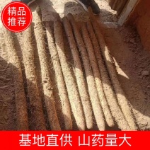 山药麻山药大量供应货源充足基地直发全国各地质优价廉