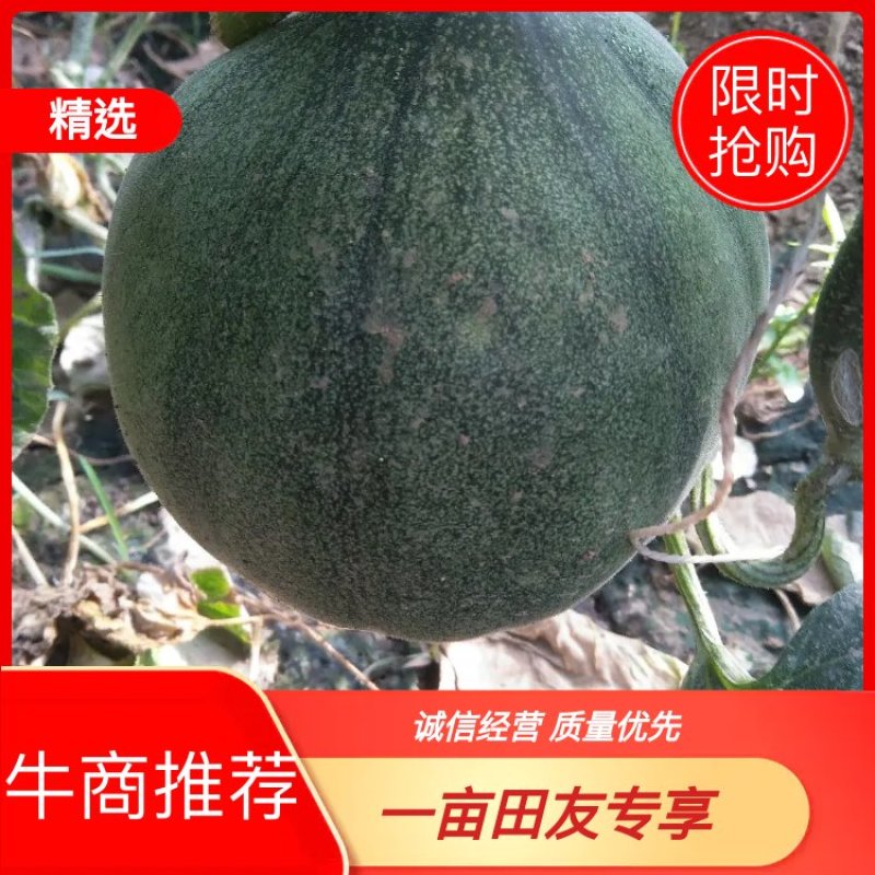 甜瓜绿宝品种多多供你挑选欢迎的到来合作共赢