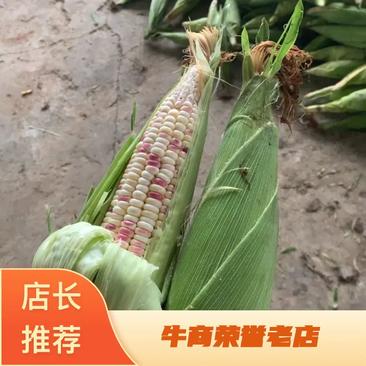 糯玉米，横县玉米特产口感香糯甜绿色有机食品，老少皆宜。