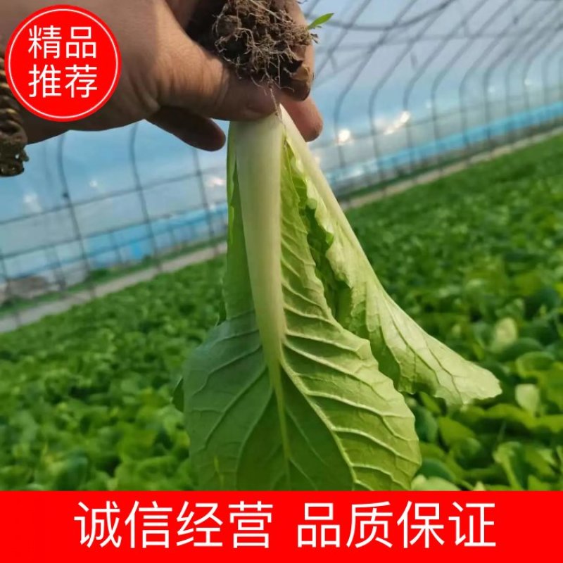 小白菜坏菜包赔量大从优基地直发质量保证