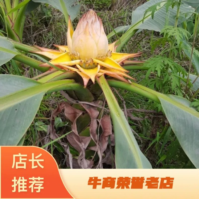 地涌金莲花云南佛教圣花千瓣莲花原土发货包成活率产区直供