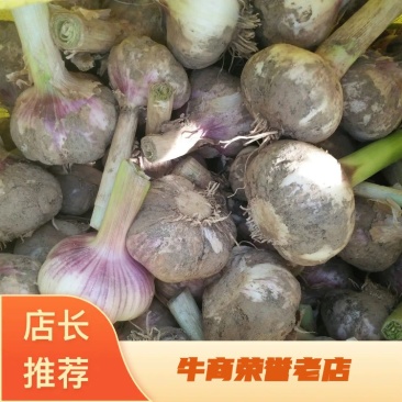 开封大蒜，商超品质，大量上市，货源充足，品质保证，欢迎选购