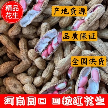 河南四粒红鲜果花生、纯沙土地、过筛精挑细选、口感香甜