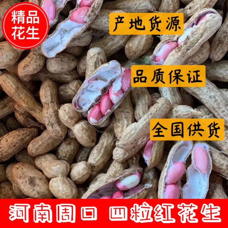 河南四粒红鲜果花生、纯沙土地、过筛精挑细选、口感香甜