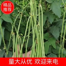 《推荐》云南建水长豆角，全国直发，青条豆角，诚信经营